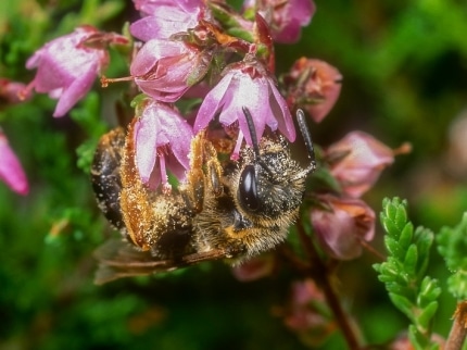gefaehrdete-wildbienen-fliegen-auf-hamburg-experten-der-deutschen-wild
