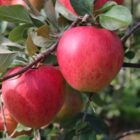 Herbstapfel Paradies Elegance -