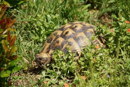 Landschildkröte