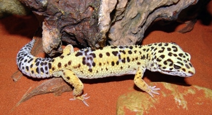 Leopardgeckos – großäugige Wüsten- und Steppenbewohner -