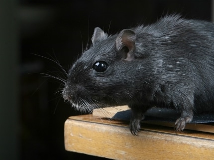 Ratten werden bekämpft -