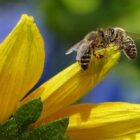 vorsicht-bei-wespen-und-bienenstichen