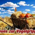 neues-zur-vogelgrippe