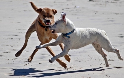 revierkampf-zwischen-hunden