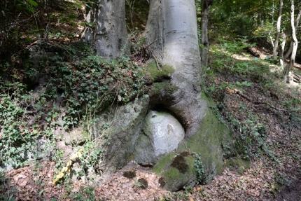 Steinfressender Baum im Bombachtal_(c)Mulzer