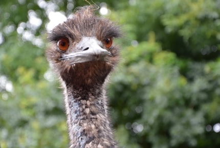 Emu auf der Flucht -