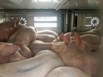 Geladene Mastschweine im kontrollierten Viehtransport