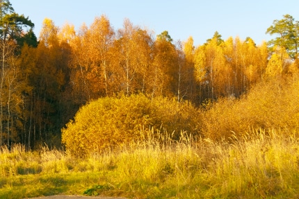 20191021_PM_WetterOnline_Goldener_Oktober3000