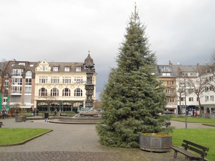 Jedes Jahr stellen die Koblenzer Stadtgärtner mehr als 40 Weihnachtsbäume auf, wie hier auf dem Görresplatz. Dafür werden bereits jetzt Baumspenden gesucht. Foto: Stadt Koblenz