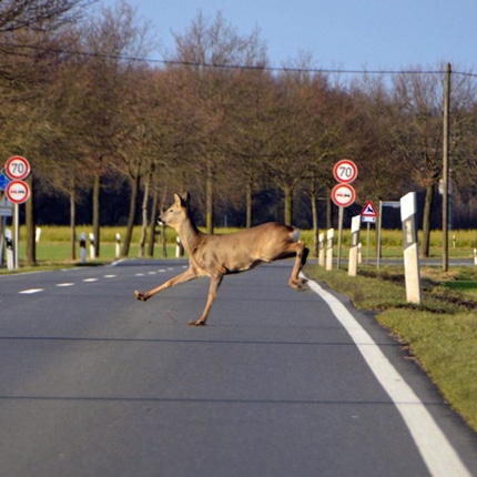 Hohes Wildunfall-Risiko durch Umstellung auf Sommerzeit