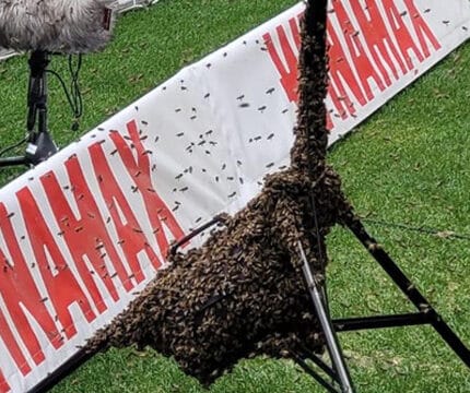 Feuerwehr Stuttgart fängt Bienenschwarm in der MHP-Arena ein