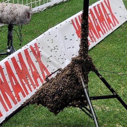 Feuerwehr Stuttgart fängt Bienenschwarm in der MHP-Arena ein