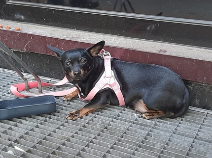 Hund ausgesetzt am Dortmunder Hauptbahnhof