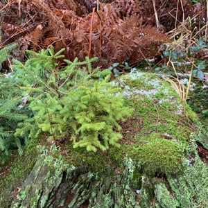 Verzueckung - Eine Pandemie des Lächelns - Manuela Engel-Dahan