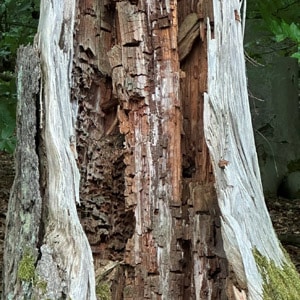 Glaubens Erkenntnis am sterbenden Baum