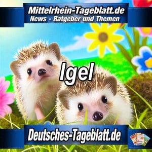 Mittelrhein-Tageblatt-Deutsches-Tageblatt-Igelleben-Ausstellung-Infos-Igel-Igelhilfe-Igelnothilfe-Igelpflege-Wissenswertes