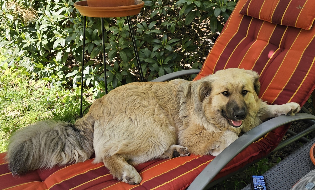 Ein Hund namens Muffin 04