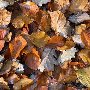 Herbst-Graffiti oder -Chiffren